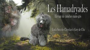 Elevage caniche gris les hamadryades