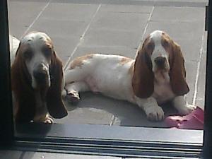 eleveur-b-basset-hound-de-i-ideblanche.jpg