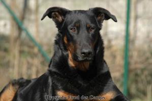eleveur-beauceron-du-gardien-du-temps.jpg