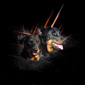 eleveur-beauceron-du-relais-de-thyle.jpg