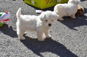 Eleveur bichon les toutous de la ferme du bonheur