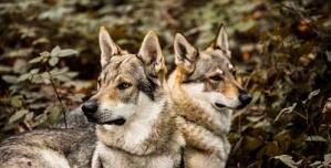 Eleveur chien loup tchecoslovaque of nightghost