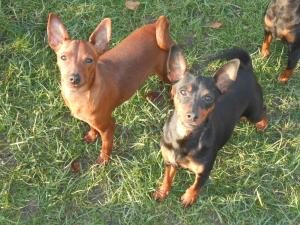 Eleveur fr pinscher des trois sorcieres