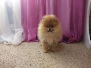 Eleveur spitz pom d amour