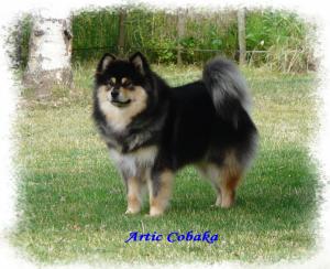 of-artic-cobaka.jpg