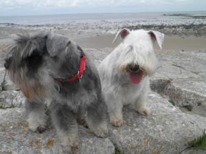schnauzer-la-rozee-bleue.jpg